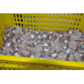 Птица Gizzard Peeling Machine Gizzard Peeler